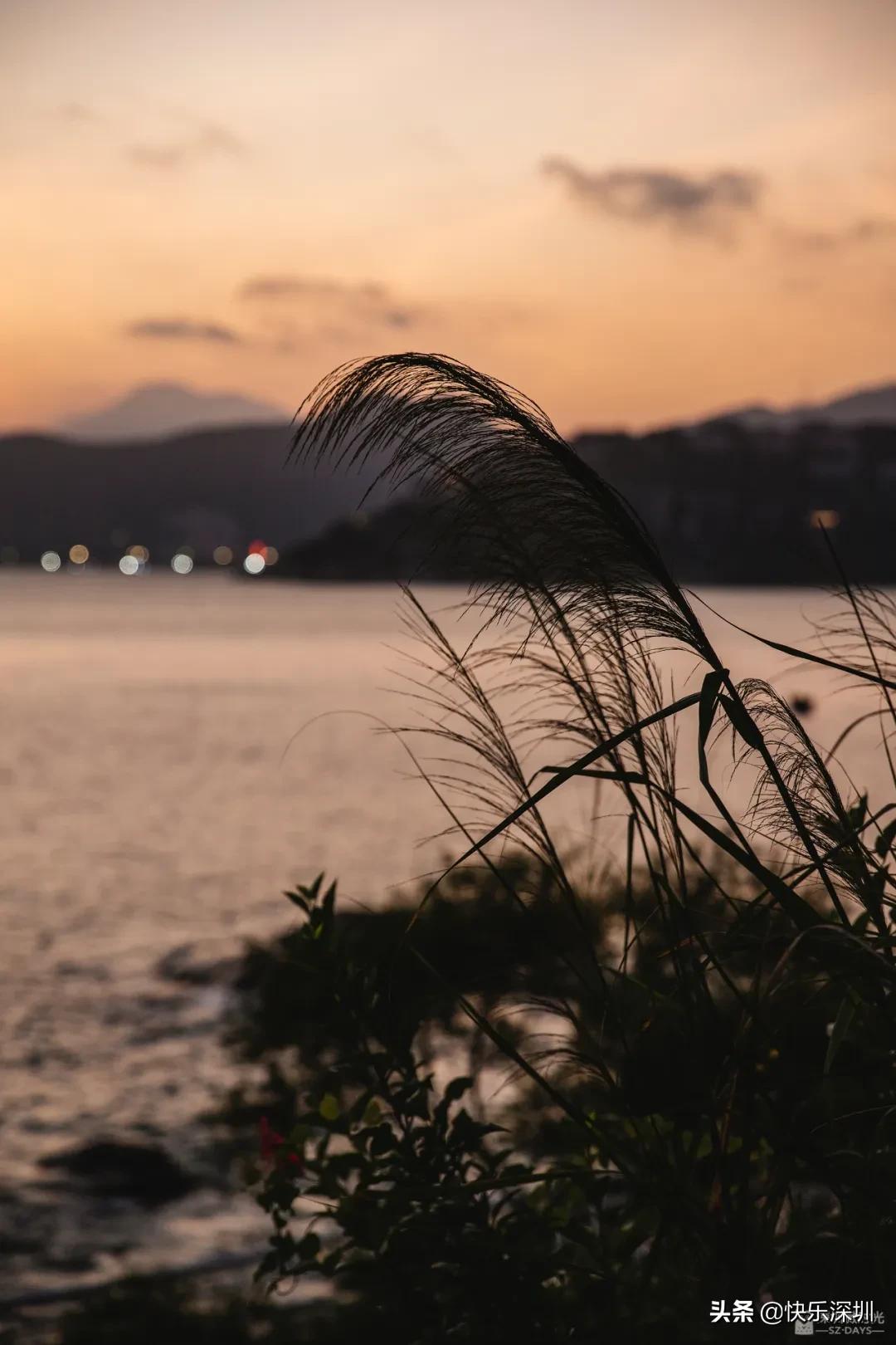 深圳新开通地铁看海,深圳新开通地铁通往海边是几号线