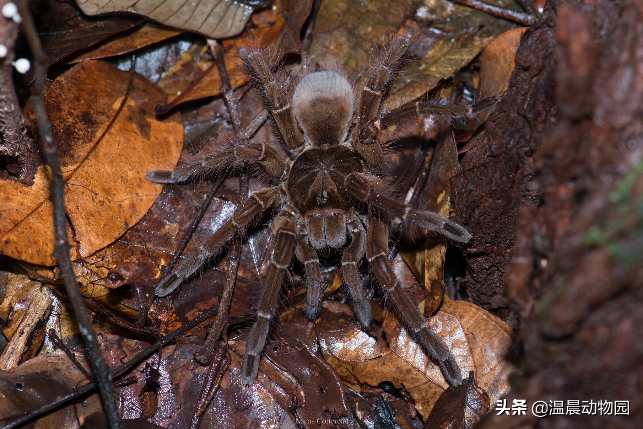 常见捕鸟蛛蜘蛛,捕鸟蛛多大可以繁育