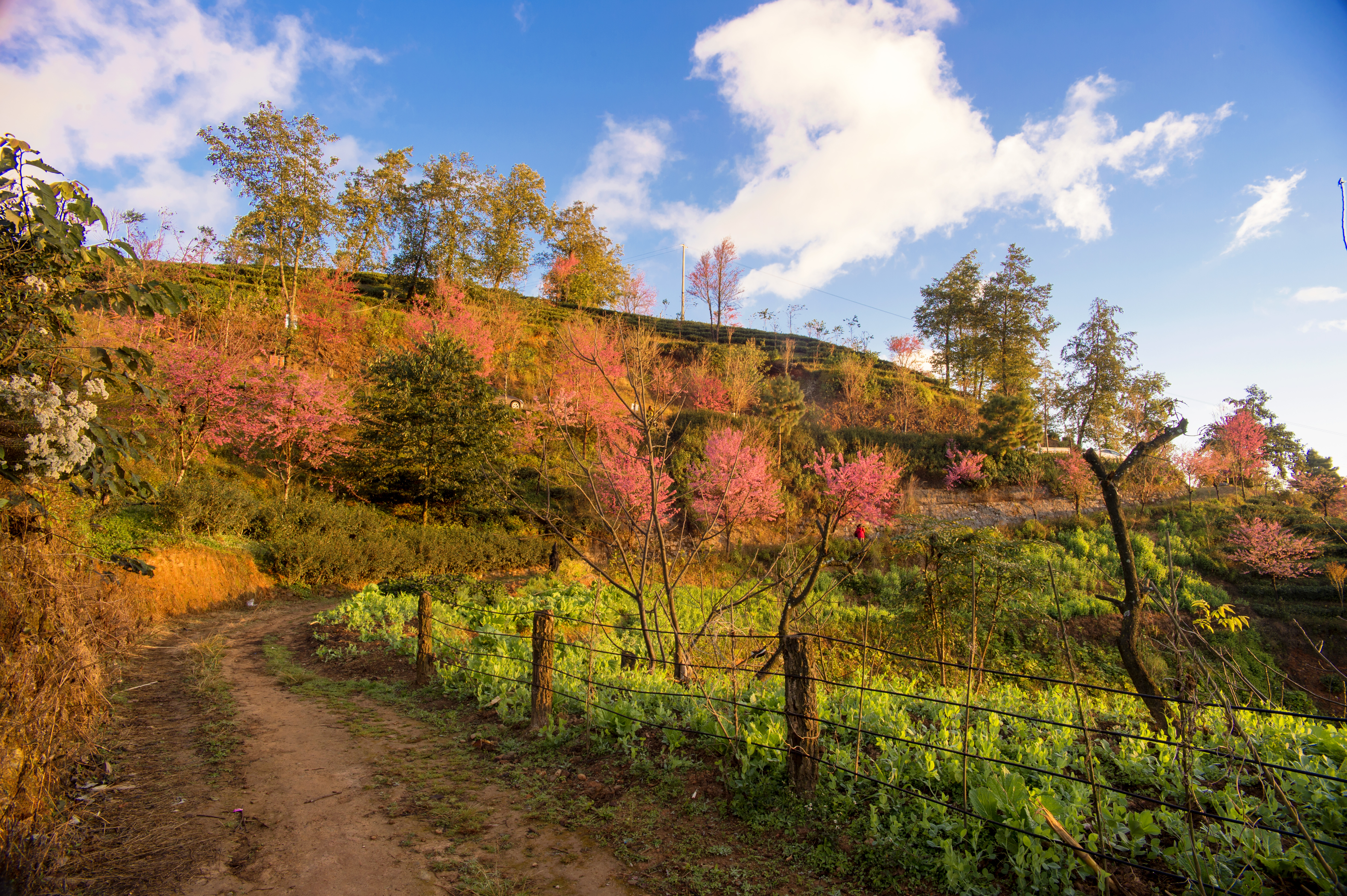 2023腾冲看银杏最佳时间,腾冲看银杏树旅游攻略