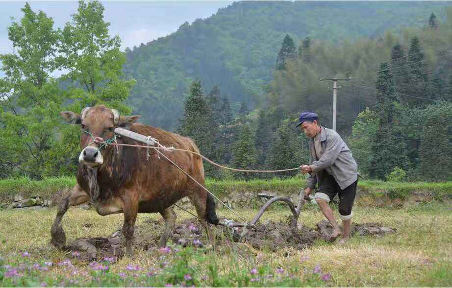 父亲的犁耙耕过的田,父亲的老黄牛