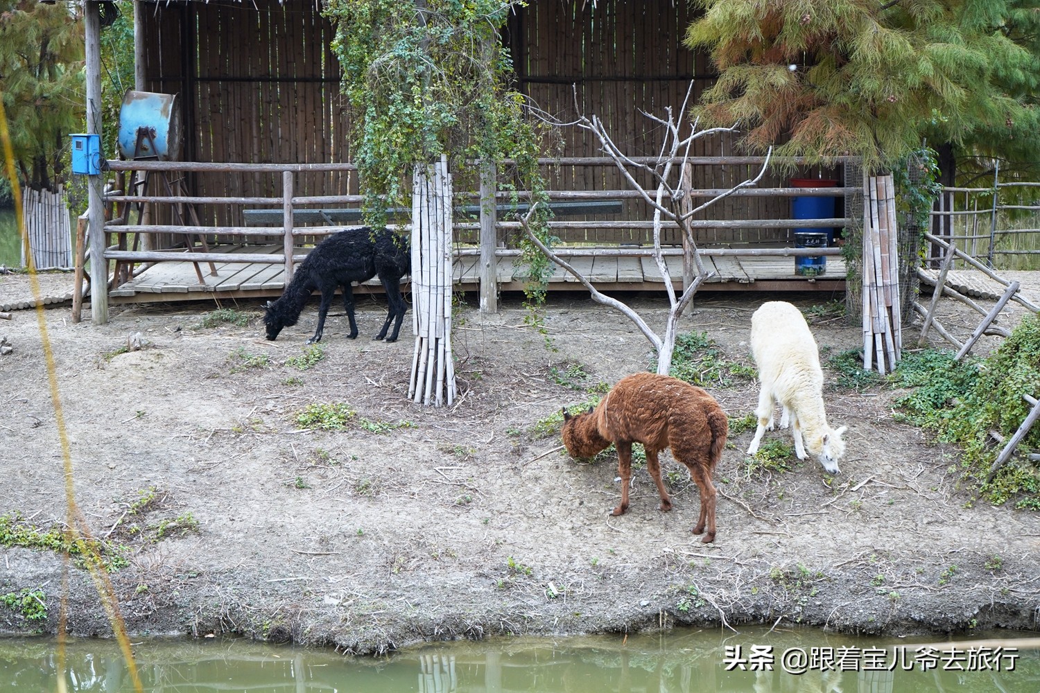 南京燕雀湖水杉林,南京秋天水杉林