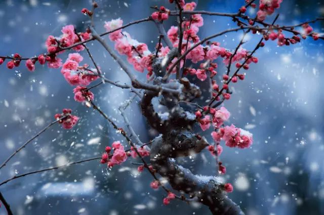 中国十大名花惊艳千年,中国十大名花美极了