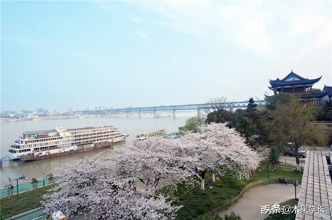 最佳赏樱攻略,2021赏樱攻略来啦快来看