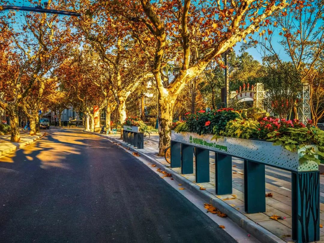 深秋回暖，安排！沪上各区的深秋美景，你准备好打卡了吗？