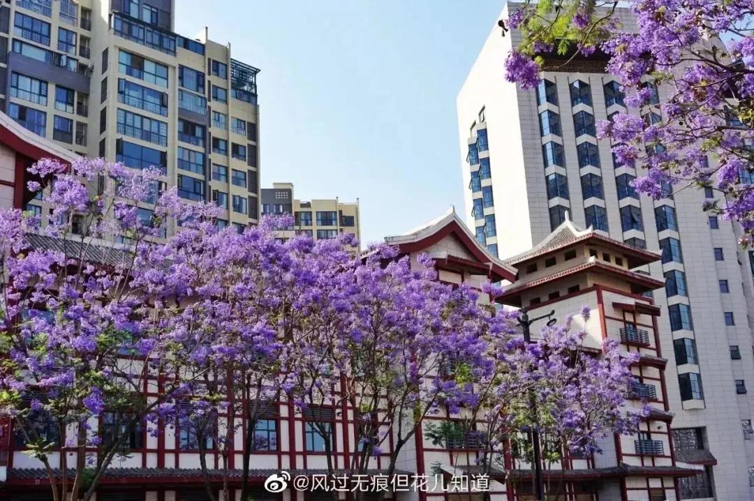 蓝花楹西昌航天北路公交车,蓝花楹卫星宾馆