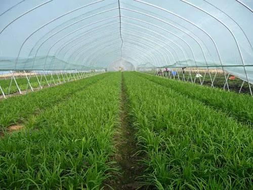 韭菜腐霉利超标被报道，3招让韭菜远离灰霉病，不再用杀菌药忒好