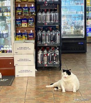 很火的宠物猫名字有哪些,比较出名的宠物猫店铺名字