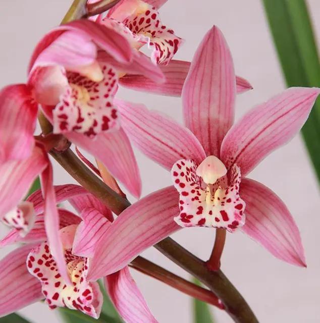 什么兰花最好养又香又好看,推荐几款香味俱全好养的兰花