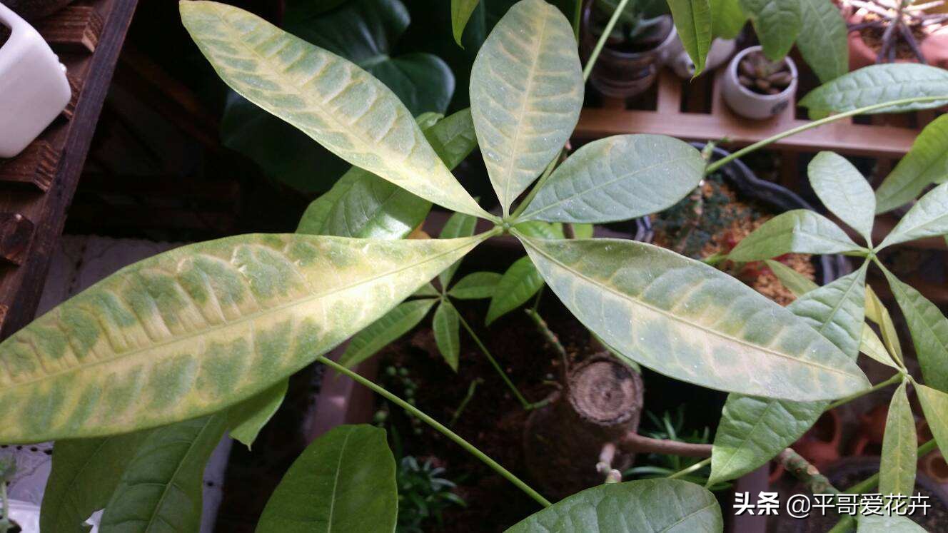 吊兰绿萝浇水的正确方法,吊兰绿萝黄叶怎么补救