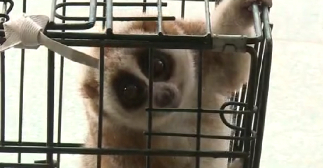 云南德宏一级保护动物蜂猴,云南德宏蜂猴视频