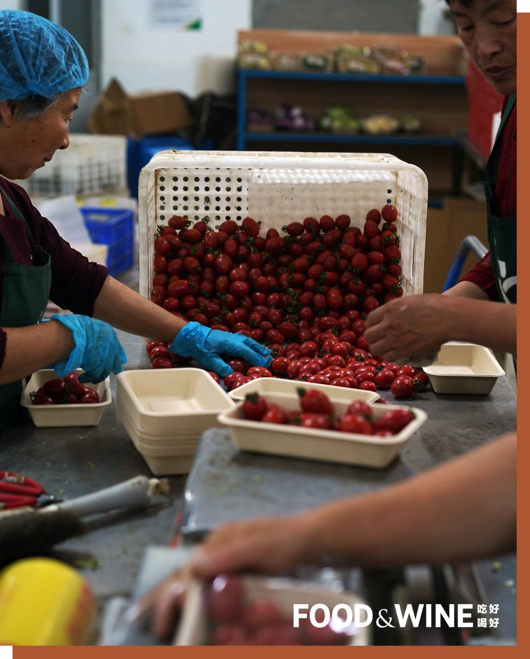 有机蔬菜为什么这么难,有机蔬菜如何种植