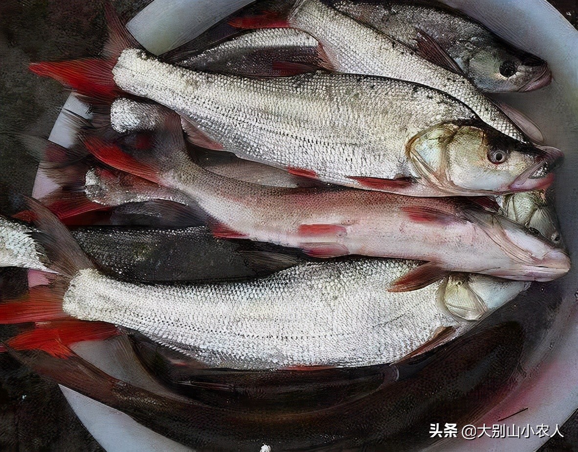 四大家鱼为什么那么难吃,四大家鱼之首的青鱼为何可怕