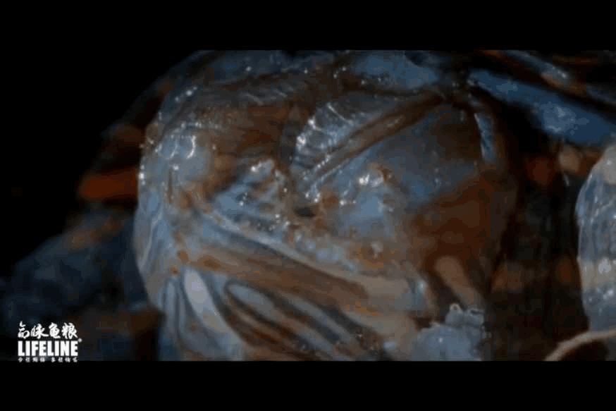 东部锦龟智商排名,红腹东部锦龟