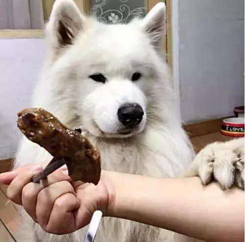 泰迪狗狗挑食不吃狗粮怎么办,狗狗太挑食不肯吃狗粮怎么办