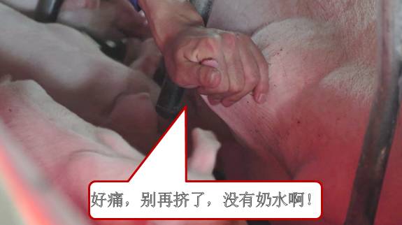 母猪奶水少快速解决方法,母猪奶水少怎么办呀