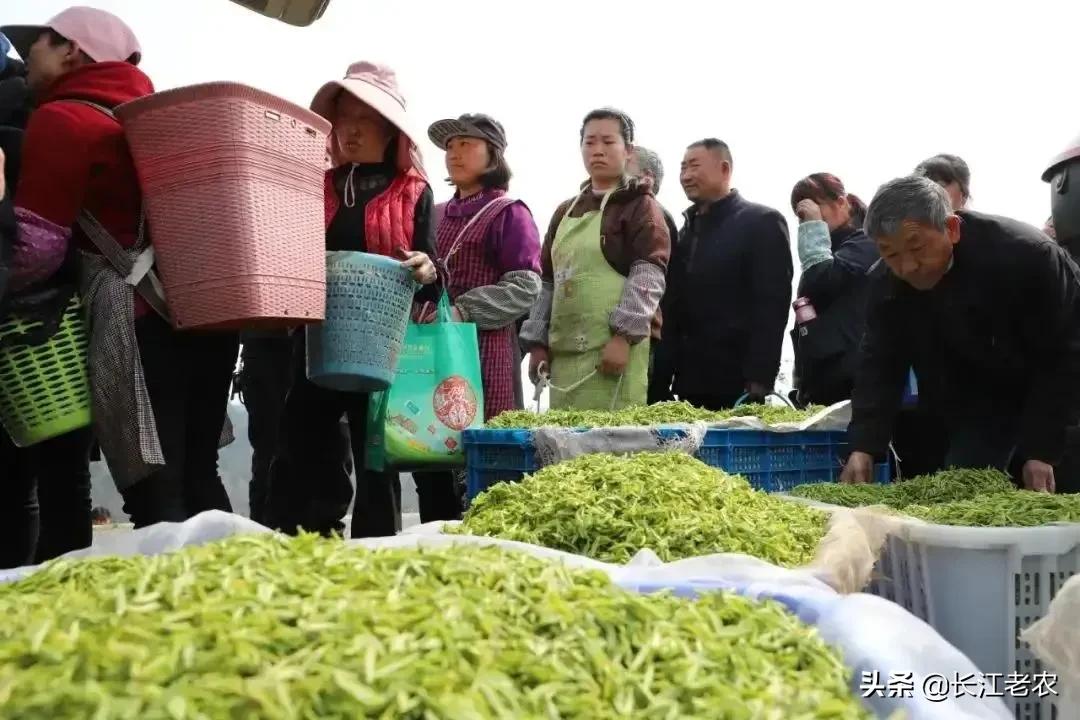 我爱故乡的毛尖茶,我爱家乡的龙井茶