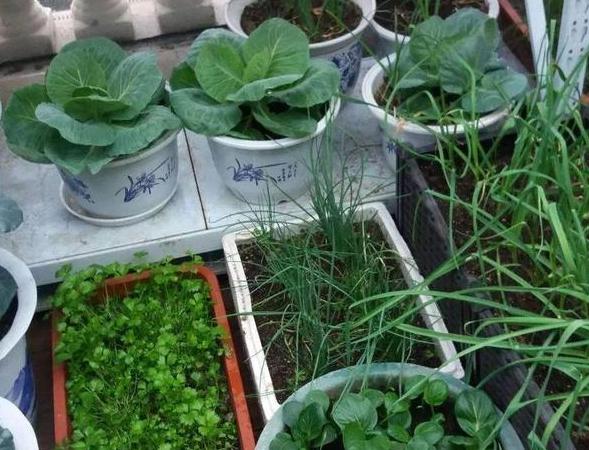 种植花草的营养土是怎么弄出来的,新手养花怎么用营养土最好