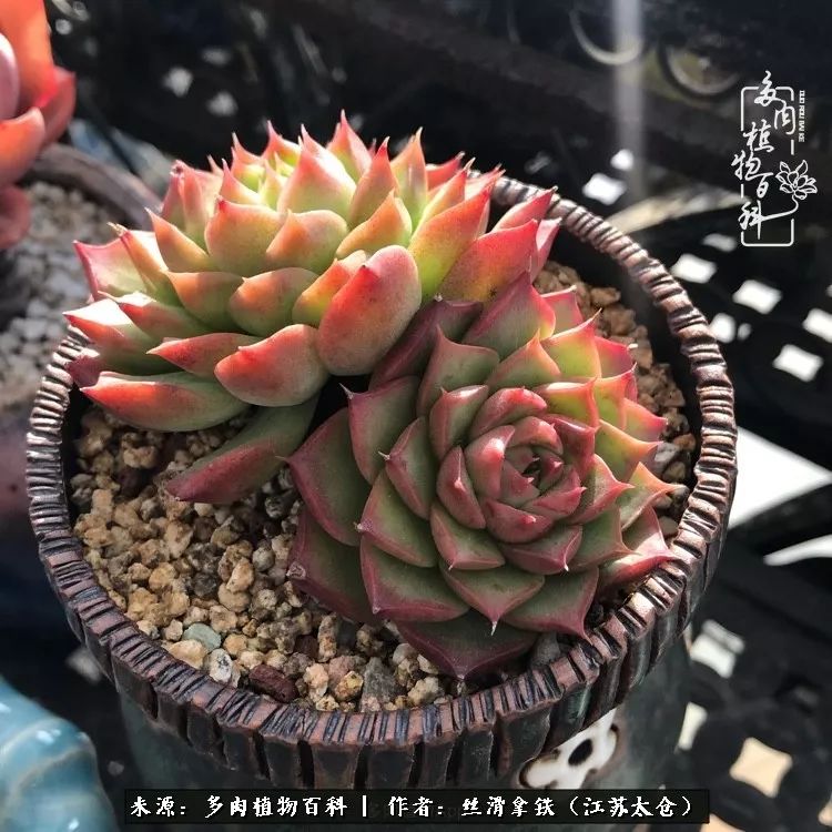 秋叶将落,秋叶即将落下你依然美丽