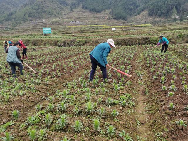 农村小伙回家创业种葡萄,农村小伙回家创业种甘蔗