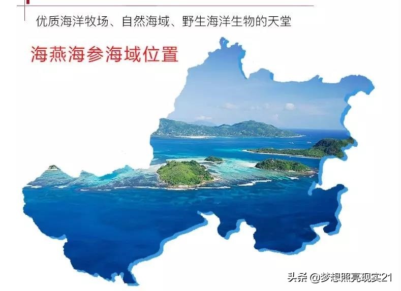 海参内幕深度揭秘99%的人不知道,关于海参的内幕