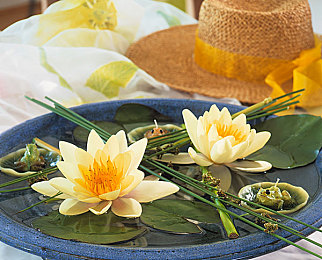 废弃鱼缸里适合养睡莲么,家里闲置大号水缸种睡莲多少土