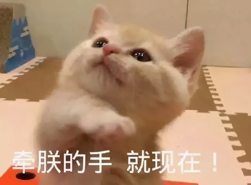 这6种猫不值得买,这六种猫咪千万别买
