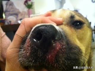 怎样辨别狗狗感染螨虫,怎么辨别狗狗感染了球虫