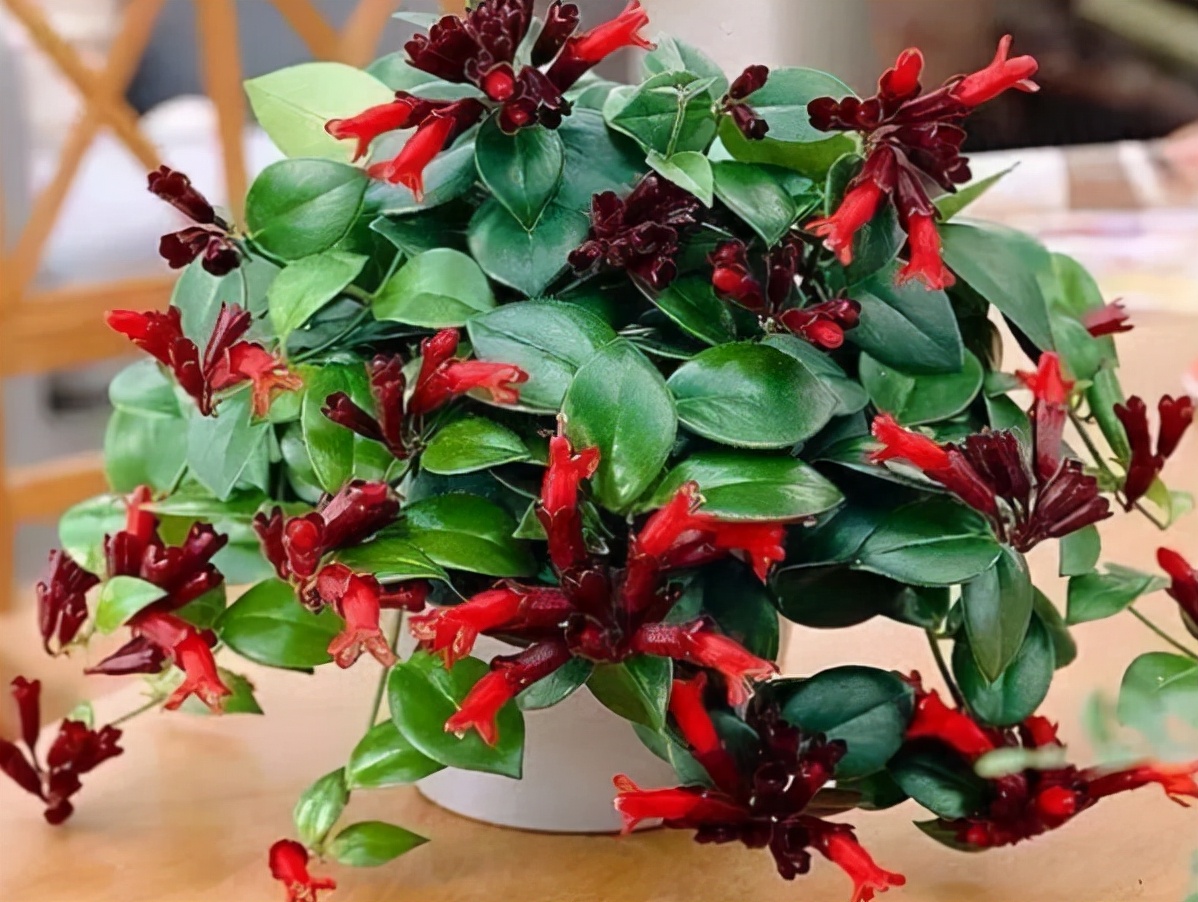 适合养在室内的红色花植物,大红色花盆栽什么植物好看