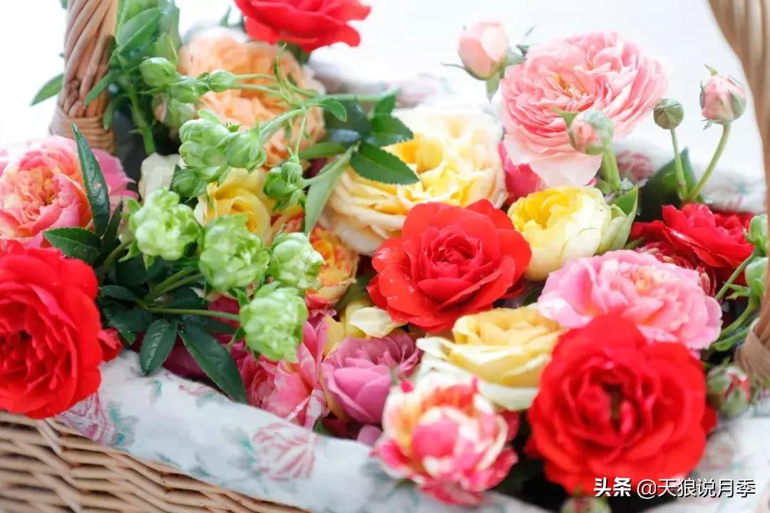 秋季月季突然枯萎是怎么回事,月季花朵未开就干枯了是怎么回事