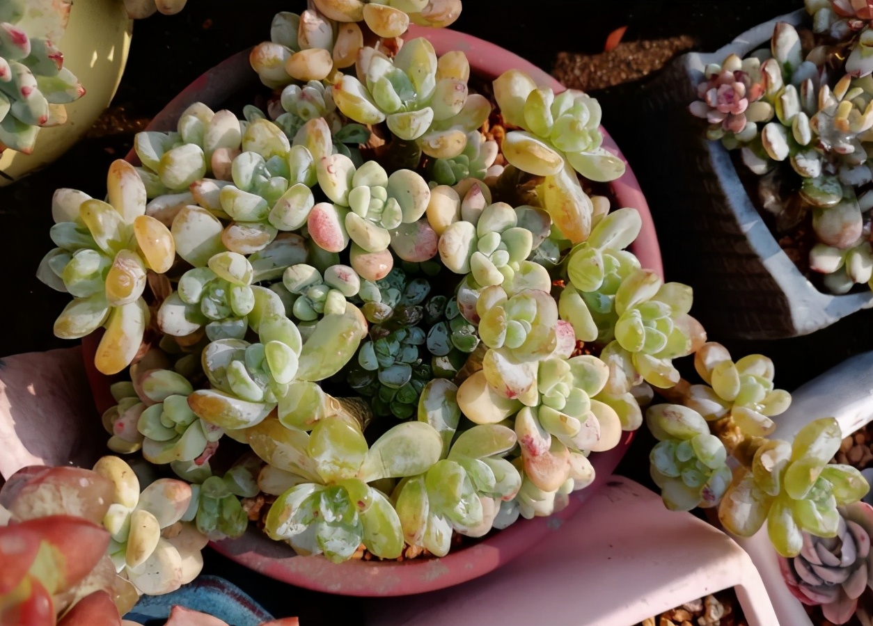 如何抢救叶子枯黄的植物,怎样救活多肉植物