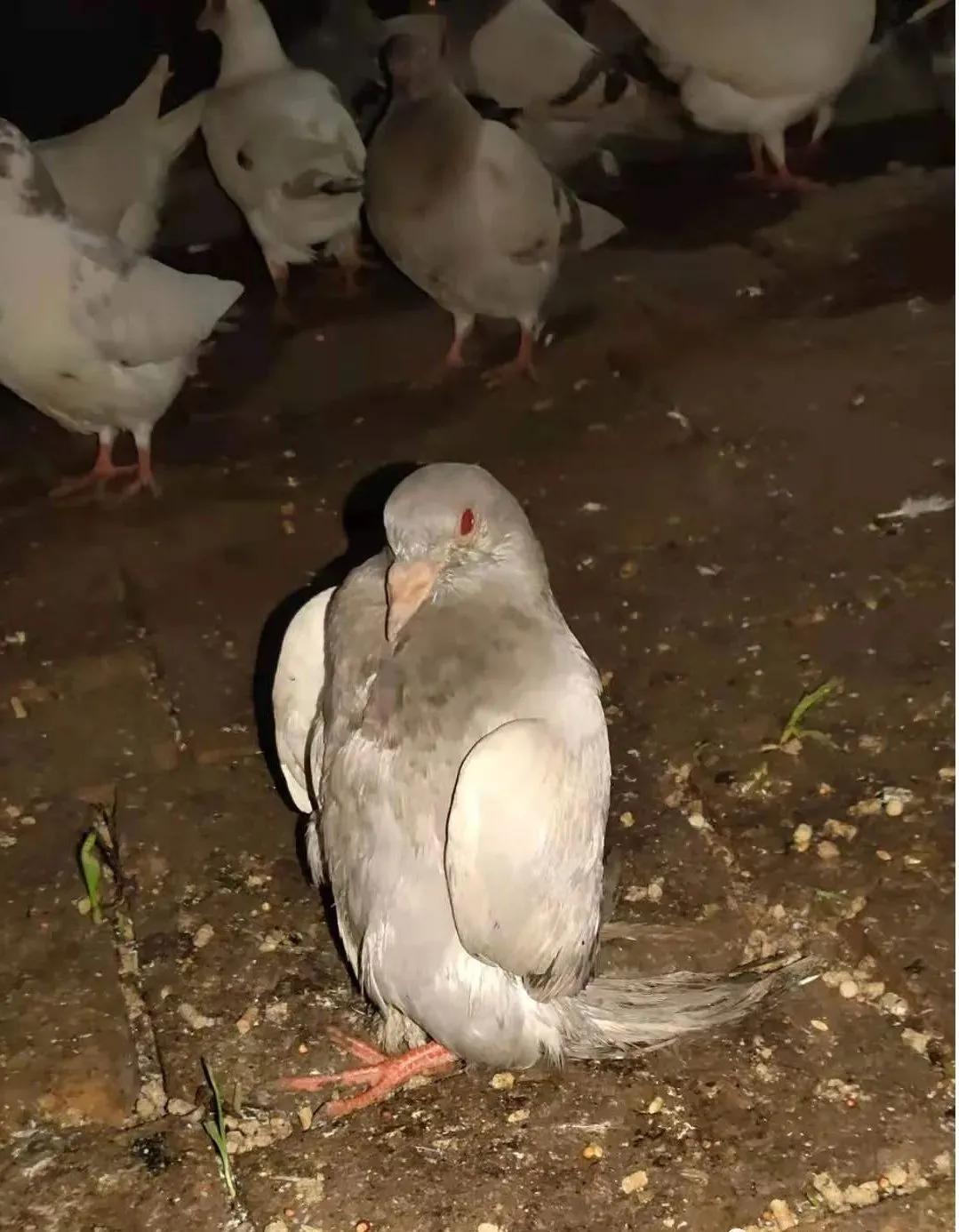 哪几个症状说明了你有寄生虫,如果不小心感染了毛滴虫怎么办