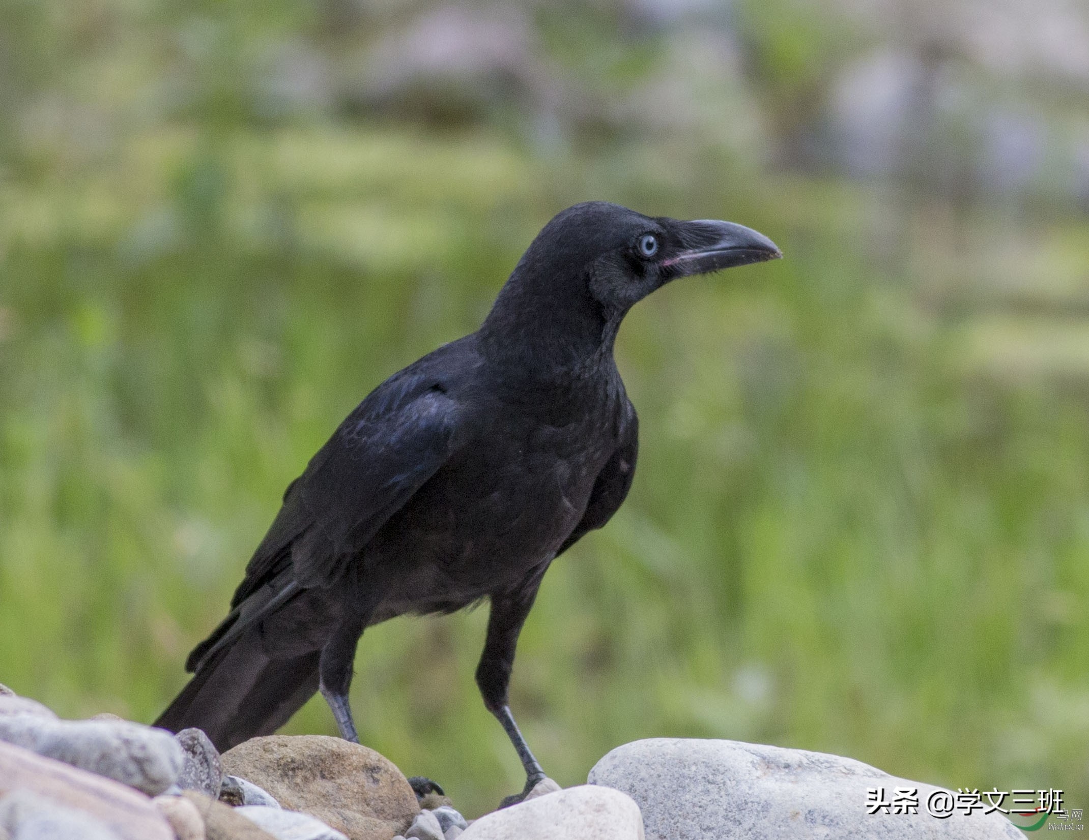 同样是鸟,为啥乌鸦能这么流氓?