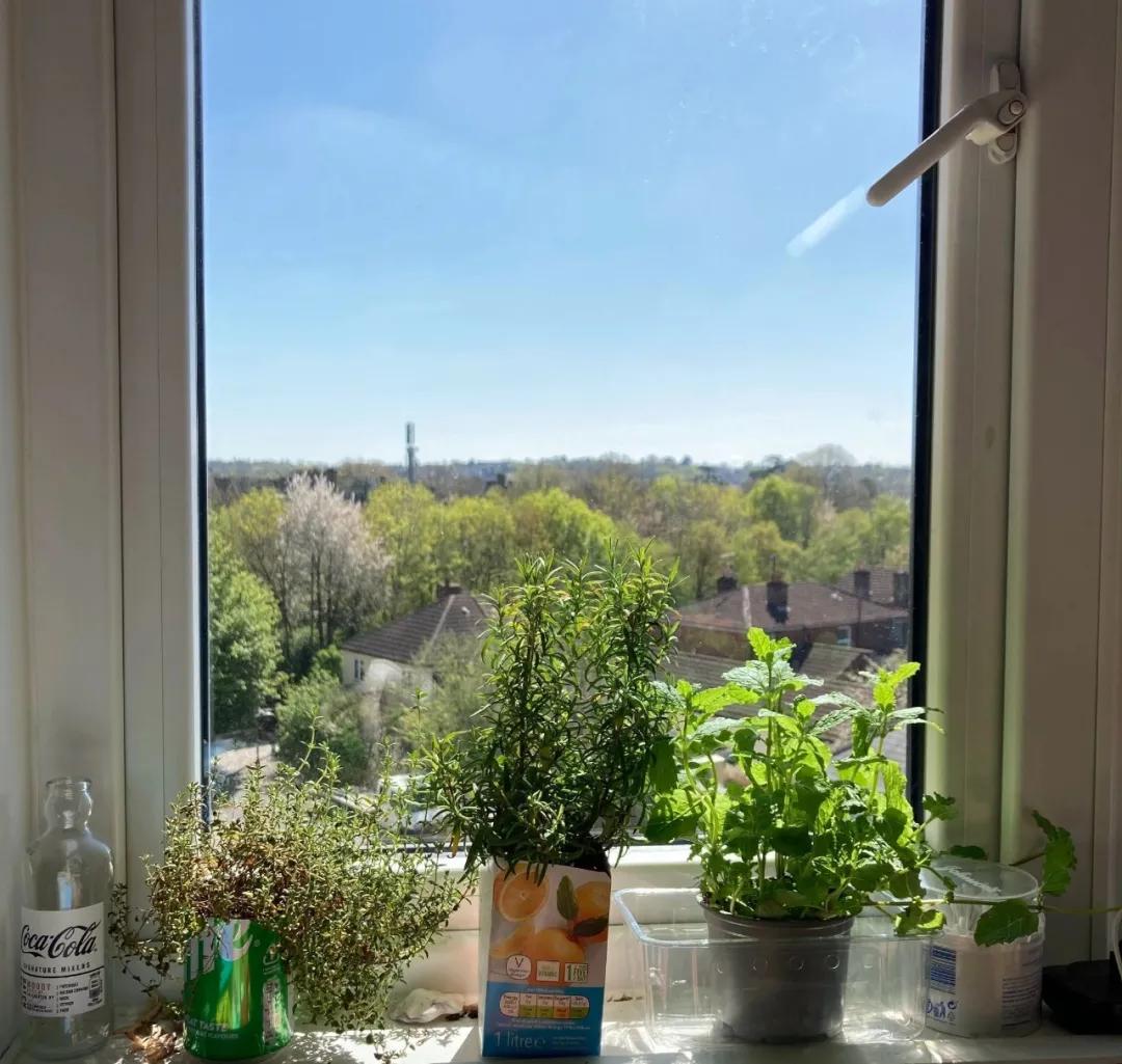 适合懒人家庭种菜100种,家里种菜这3种就够了