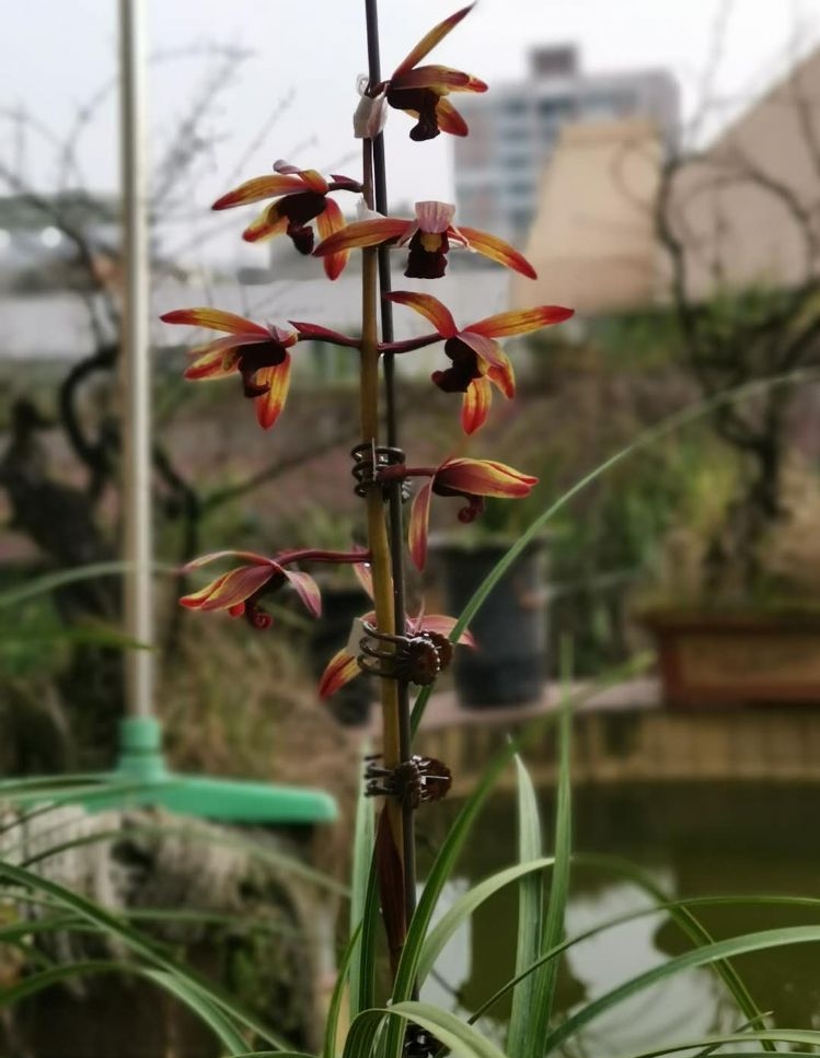 毕节蕙兰极品开花图,贵州毕节的野生兰花