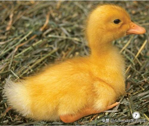 英语分级绘本导读4:Thebabyanimals英语启蒙绕不开的小动物