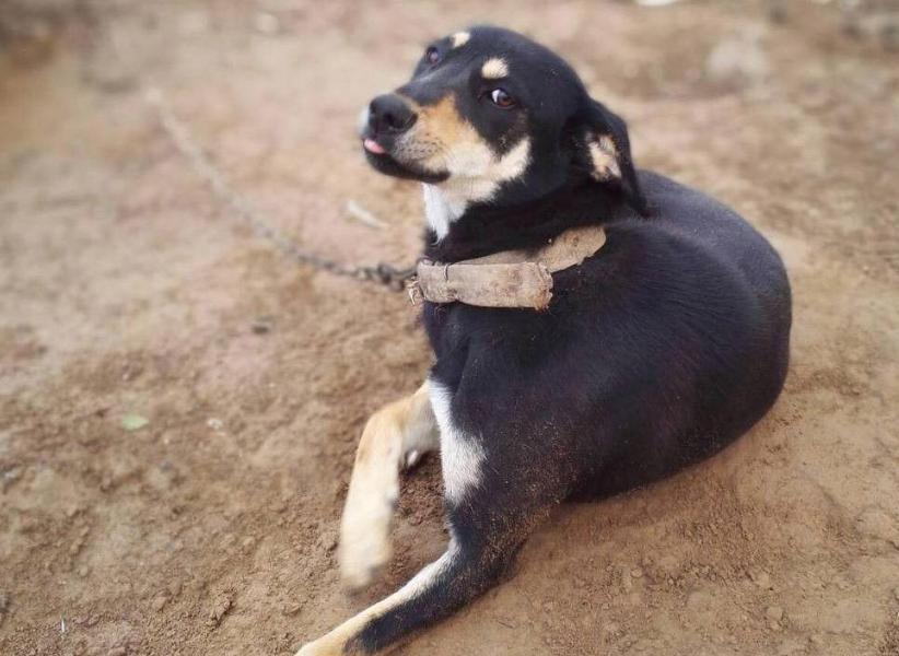 农村被狗贩子偷走的狗都去了哪里,农村偷狗贼偷的狗都哪去了