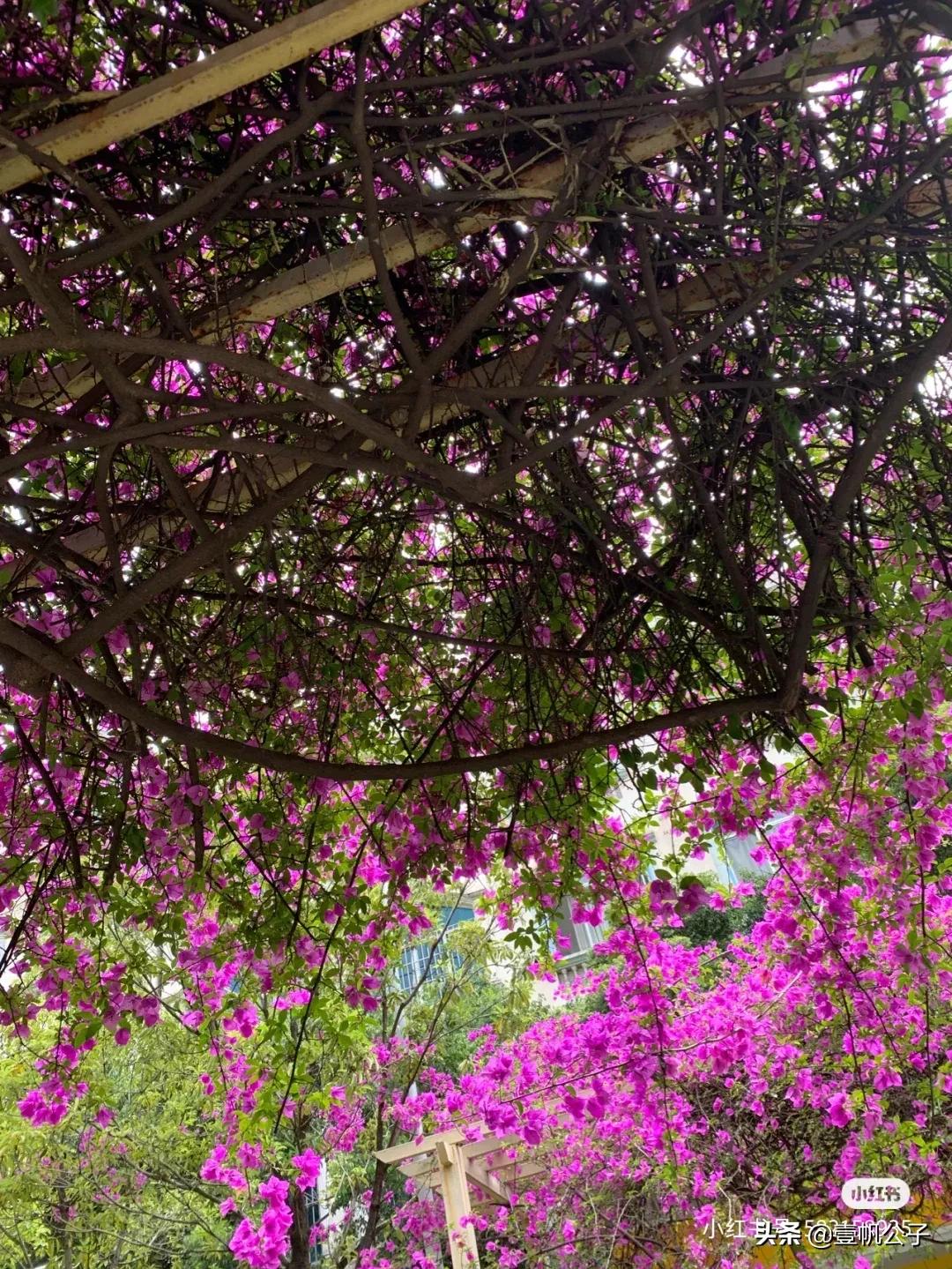 被大理的美景所折服,被丽江的风景美到了