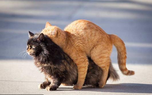 怎么知道猫咪怀孕没,猫咪是怎么知道铲屎官怀孕了