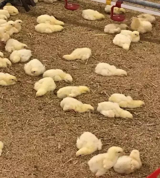 「连载一」吕品：秋冬季饲养管理要点之“生物安全与温度管理”