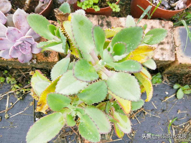 落地生根养粗,落地生根养护方法