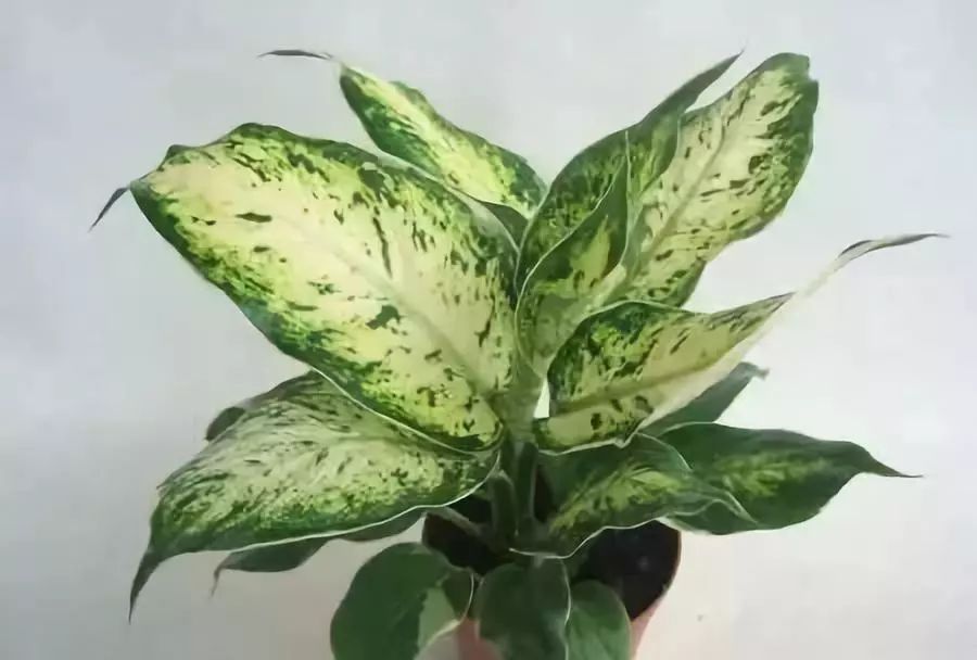 十大吸毒绿植排行榜,室内绿植吸毒王怎么养