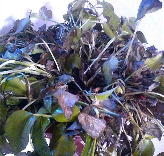 绿萝老化了怎么翻新,绿萝叶干烂了怎么回事