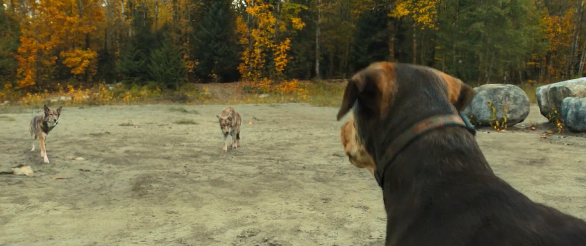 电影故事:一条小狗穿越四百英里回家的故事