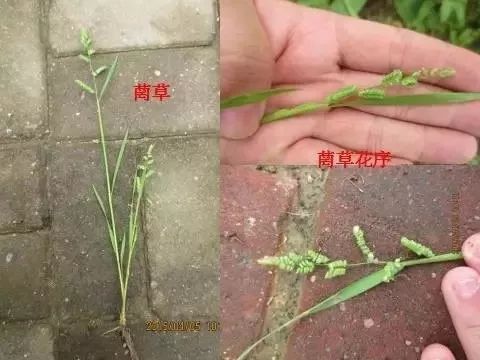 燕麦雀麦和节节麦的区别图谱,火眼金睛快速识别
