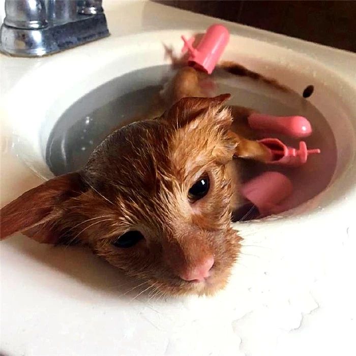 猫咪洗澡容易应激要不要洗澡,猫咪洗澡的时候跟铲屎官说明什么