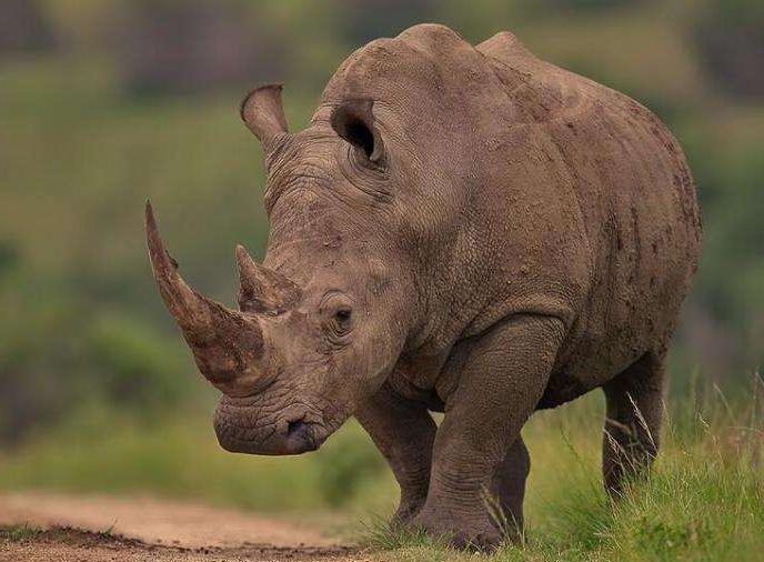 犀牛被锯掉角之后有天敌吗,为什么锯掉犀牛角是保护犀牛