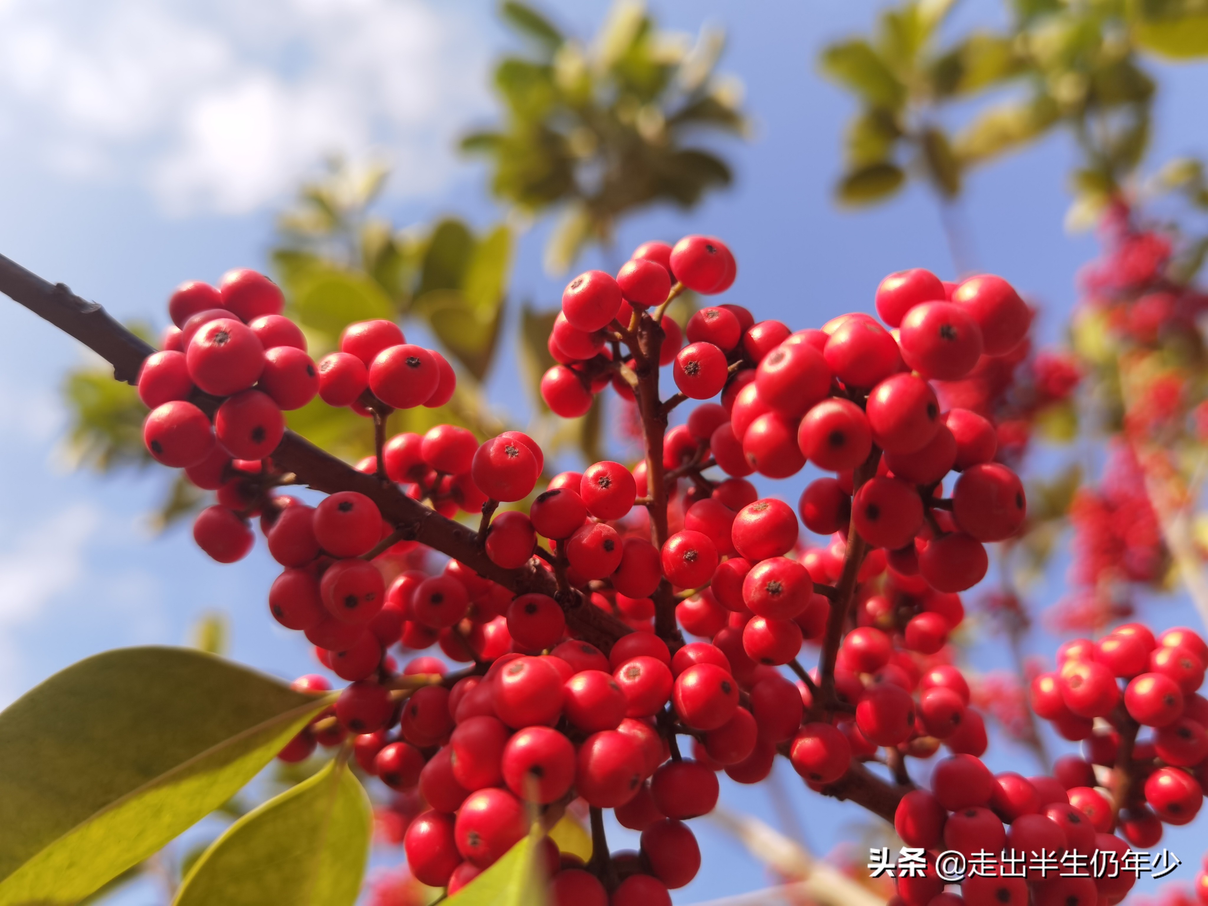 深圳有多少个公园景点,深圳室内足球场