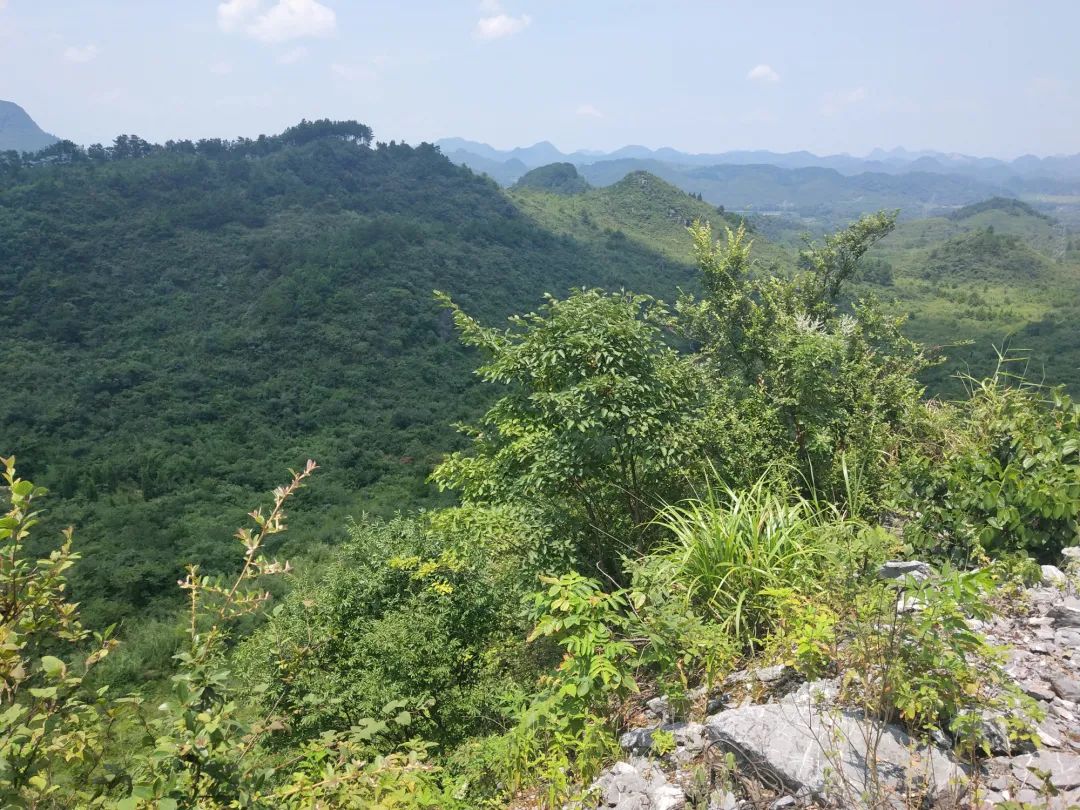 广西最近很出名的一座山,广西全州黄花大岭在哪里