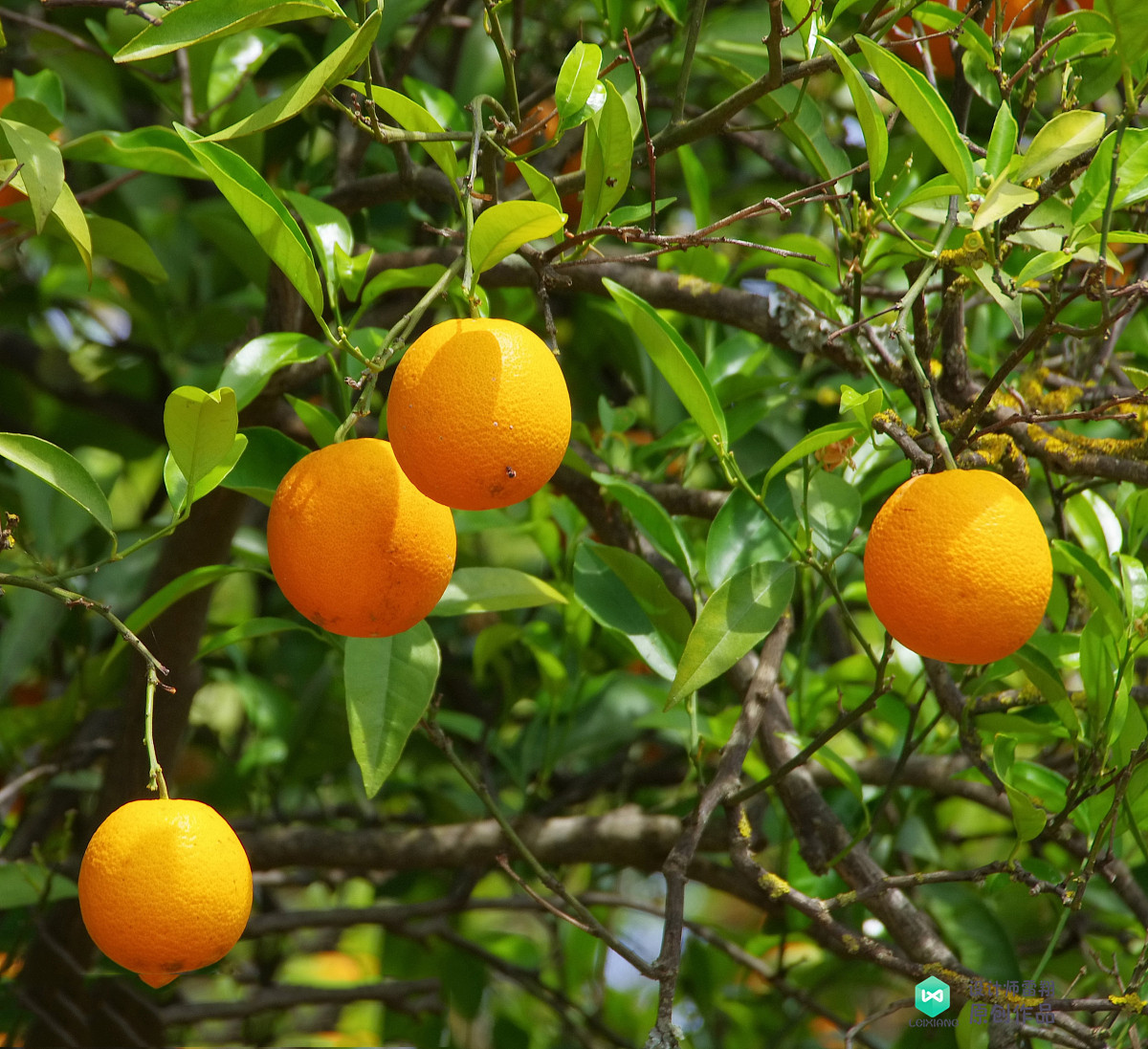 院子适合种的花和设计,庭院设计植物大全