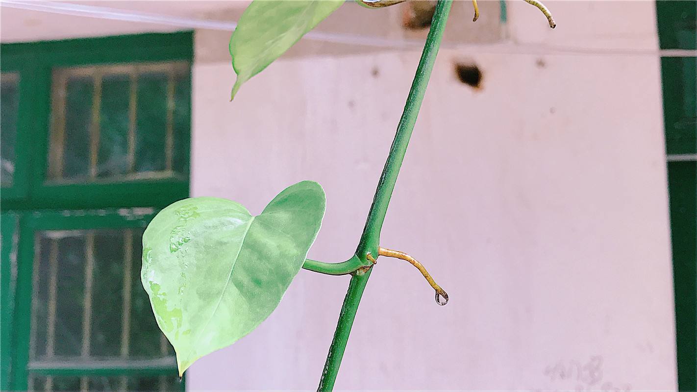 用什么方法能使绿萝快速生根,如何促进绿萝气生根